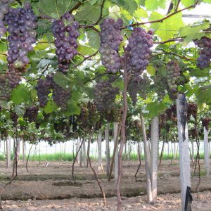 葡萄專用多功能棚膜