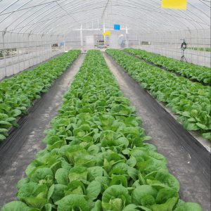 蔬菜專用多功能棚膜