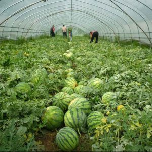 西瓜專用多功能棚膜