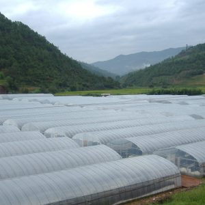 耐老化棚膜（長壽膜）