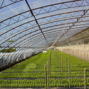 EVA Anti-Qxidative and fog uv Film